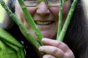 ASPARAGUS TIPS: Jemima Packington, the world’s one and only asparamancer, has come up with a set of predictions for the year ahead based on the Vale’s most famous vegetable.