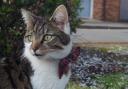 Baldrick, the cat about Shipston, has died following a hit-and-run