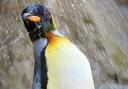Lily, Birdland's king penguin, has died aged 31