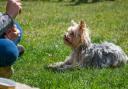 PLANS to create two dog walking fields in a Cotswold town have split opinion. Image: Pixabay
