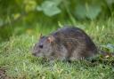 Rats and mice can be active throughout the day and night