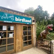 Six penguins have died at Birdland due to a suspected malaria outbreak