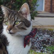 Baldrick, the cat about Shipston, has died following a hit-and-run