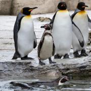 Nine Humboldt penguins have arrived at Birdland