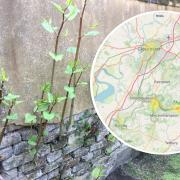 The map reveals the hotspots in the county where Japanese knotweed can be found
