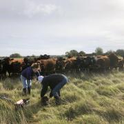 The Pasture and Profit in Protected Landscapes programme has been launched by Pasture for Life