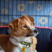 Dogs Trust Evesham has tips for pet owners ahead of New Year's Eve