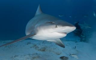 Seven beaches in Tobago were closed as a result of the shark attack.