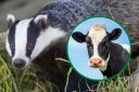 Badger culls may be phased out in the effort to eradicate bTB