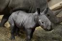 White rhino calf Queenie, the newest addition to the Rhino family at Cotswold Wildlife Park & Gardens (PA)