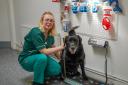Alfie the labrador with Shipston Vets veterinary nurse Jasmine Hill