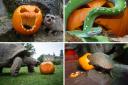 Wildlife park residents have a spooktacular time