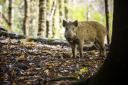 A man has been jailed after illegally baiting wild boar. Credit: Getty/Cavan Images