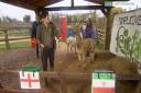 Alfie the Alpaca on Fairytale Farm