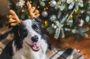 Shipston Veterinary Centre has warned pet owners of the 12 Dangers of Christmas
