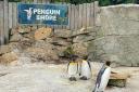 Birdland's Penguin Shore will remain off-limits for the time being. Pictured are the park's King penguins which were tested following the deaths of two Humboldt penguins