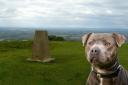 A woman was attacked by a Staffordshire bull terrier on Cleeve Hill.

Stock image of dog.