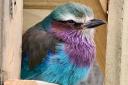 Two exotic birds have arrived at their new home in Scotland, having travelled from Birdland in Bourton. Pictured is a lilac-breasted roller.