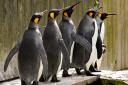 Birdland, in Bourton, is celebrating World Penguin Day