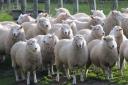 SHEEP: Sheep have been killed and euthanised following dog attacks.