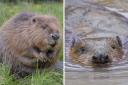 Beavers could return to Gloucestershire after 400 years