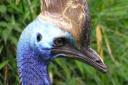 BIRDS: Featherd fathers will be honoured for Father's Day at Birdland.