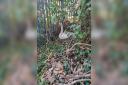 SWAN: A young swan was rescued after travelling from a the canal to a railway maintenance depot.