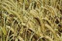 Farmers need to pay attention when management spring barley this season