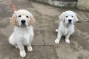 These 13-week-old Golden Retriever puppies are just two of the most recent visitors at the Cotswold Wildlife Park