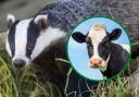 Badger culls may be phased out in the effort to eradicate bTB