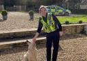 A woman has been arrested on suspicion of stealing Bluebell the 10-month-old golden retriever, who has now been reunited with her owners thanks to the help of PC Amy Priest