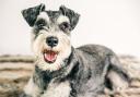 Sarah Dawes, from Bishops Cleeve, used a friends name and address to sell Miniature Schnauzers and Scottish terriers