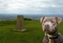 A woman was attacked by a Staffordshire bull terrier on Cleeve Hill.

Stock image of dog.