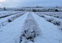 Cotswold Lavender shares stunning snowy images