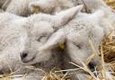 Over 800 lambs are expected to be born at Cotswold Farm Park this Spring