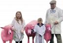 Sadly our pink Baarbie sheep story was a spoof for April Fool's Day