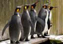 Birdland, in Bourton, is celebrating World Penguin Day