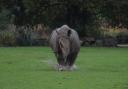 White Rhino Monty making a splash in the wet weather