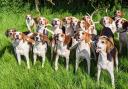 The Warwickshire Beagles follow artificial scent trails