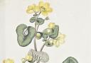 Flora Londinensis