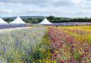 The Confetti Flower Fields at Wick, near Pershore