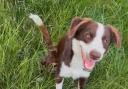 Frankie, a nine-month-old Bearded Collie and Border Collie cross, is currently being cared for at Hay Animal Rescue Centre in Herefordshire.