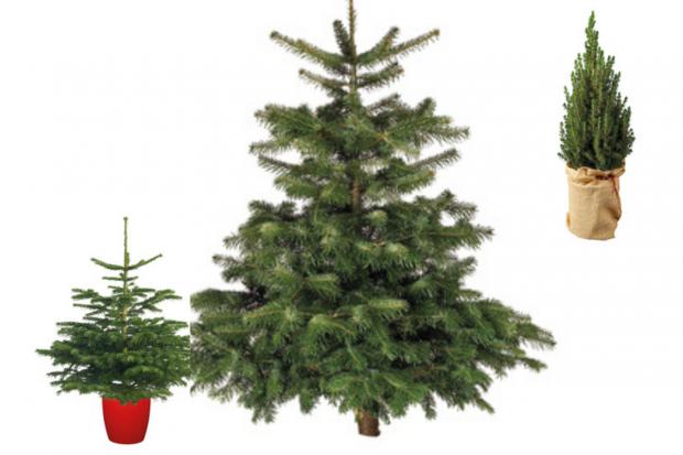 Cotswold Journal: Lidl is offering indoor and outdoor Christmas trees (Lidl)
