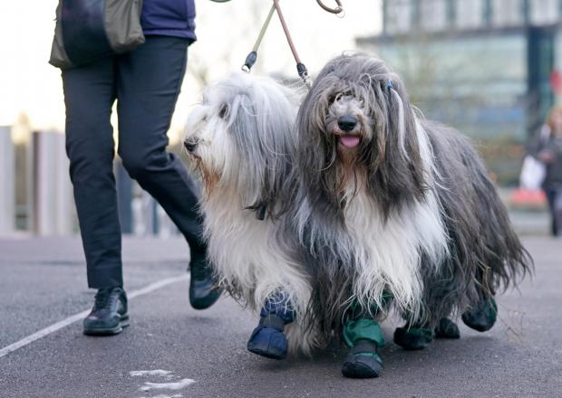 Cotswold Journal: Two Bearded Collies arrive at the first day of the Crufts Dog Show at the Birmingham National Exhibition Centre (PA)