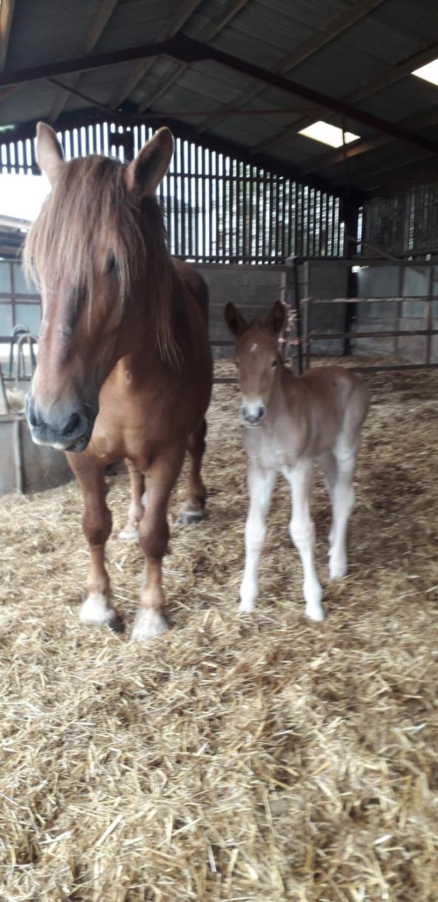 Cotswold Journal: Mare Lexy with her new foal
