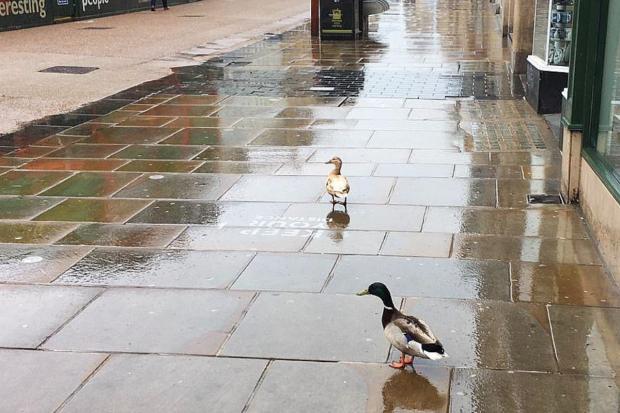 Mr and Mrs Chris P Duck on Cornmarket. Picture: Oxford City Council