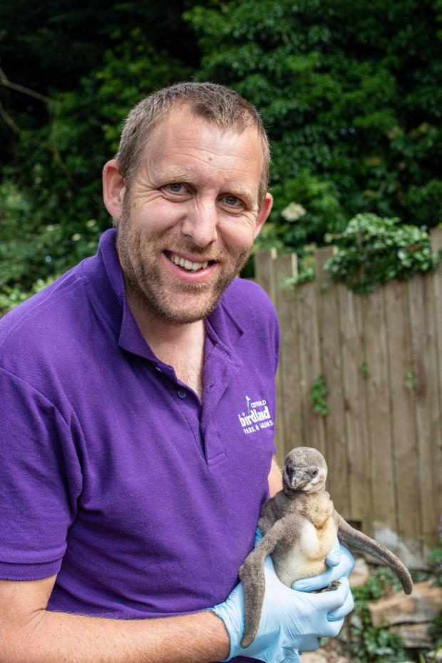 Cotswold Journal: Over the years Alistair Keen has cared for a number of celebrity penguins. Photo: Cotswold House Photography