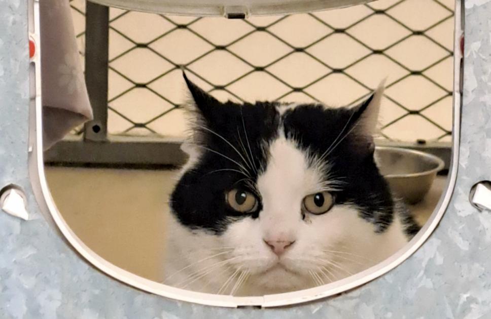 Cat stuck at Blue Cross rehoming centre for looking ‘too grumpy’