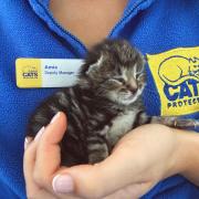 Cats Protection have taken good care of Tiny Tim. Photo: Cats Protection