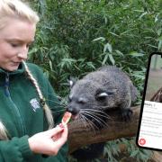 Senior mammal keeper Jenni Maxwell has set up some of the park's eligible bachelors with online dating profiles, including Rambutan the Binturong